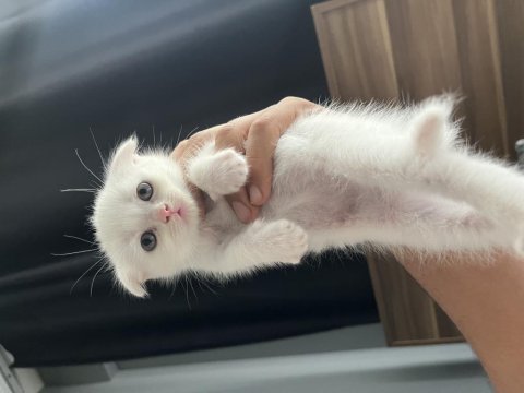 British shorthair yavru kediler