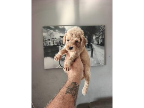 Maltipoo bebekleri