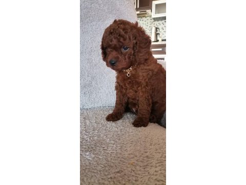 Toy poodle erkek yavrum