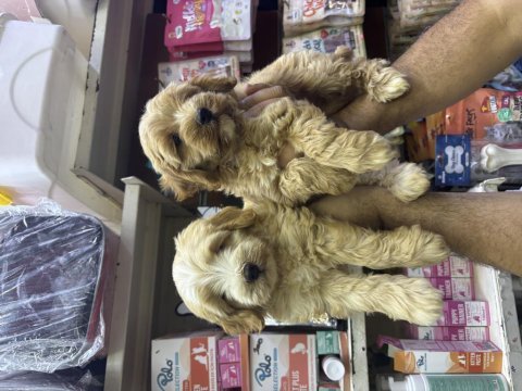 Dünylar tatlısı büyümeyen f1 maltipoo