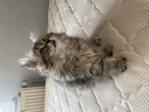 2.5 aylık british longhair yavrularımız