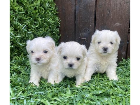 Kore maltese yavrular