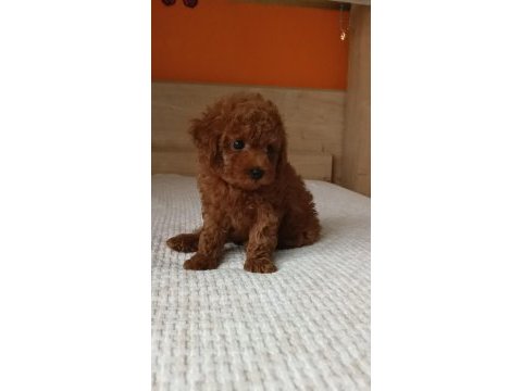 İzmirde kore poodle yavru