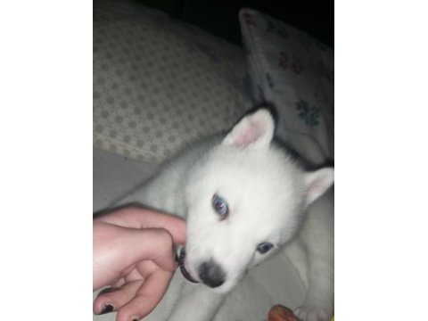 Sibirya kurdu husky