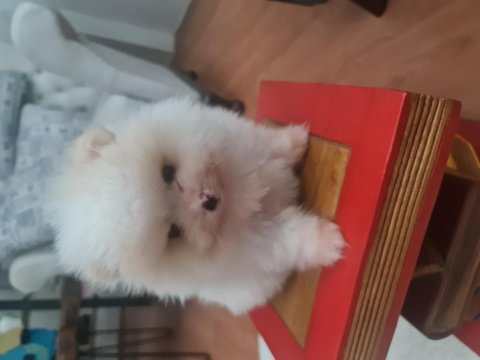 Pomeranian boo köpeği