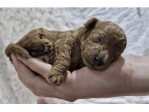 Toy poodle yavrular
