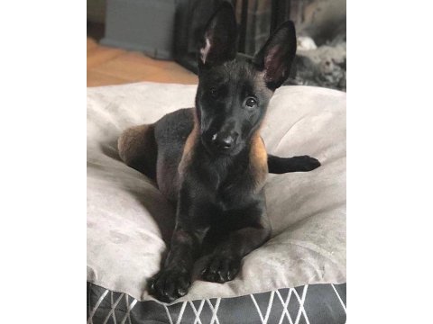Belçika kurdu 2 aylık köpeği