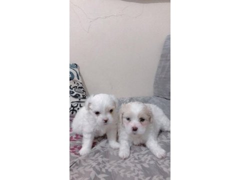Maltese terrier sahiplendireceğiz