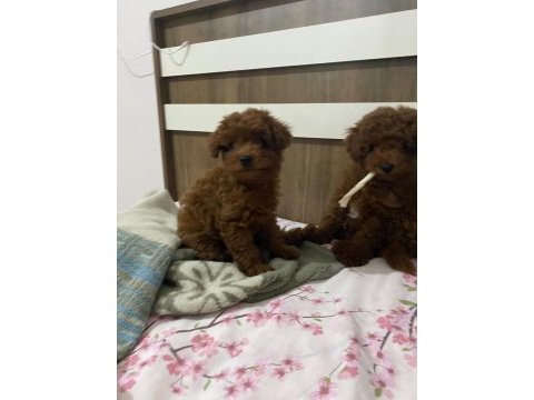 Toy poodle dişi ve erkek bebekler