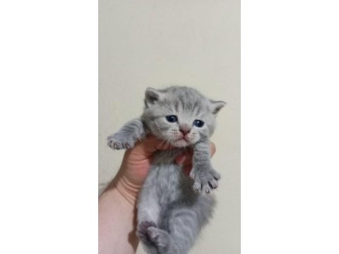 British shorthair 65 günlük kediler