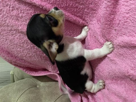 2 aylık yavru chihuahua