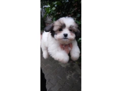 Sevimli morkie yavrular