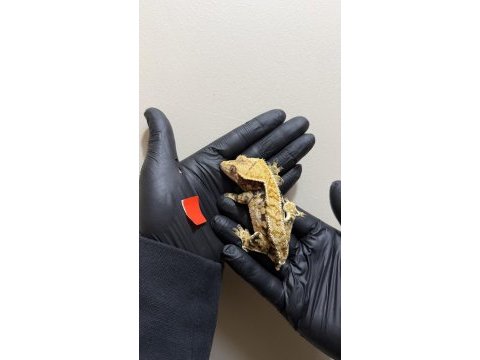 Crested geckolar