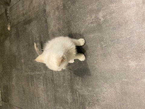 Beyaz yavru british shorthair