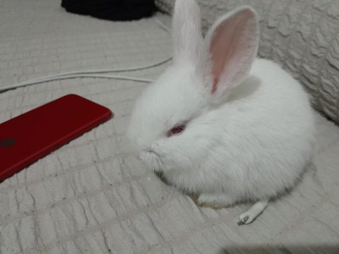 Beyaz cüce albino tavşan (1 tane)