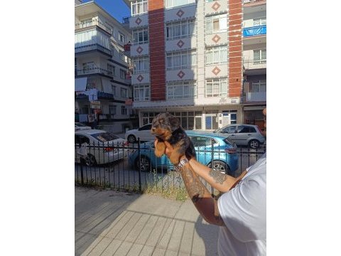 Rottweiler