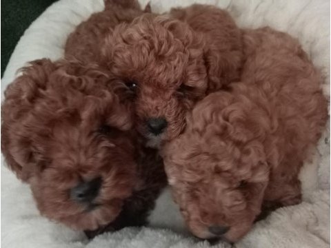 2 aylık dişi ve erkek toy poodle