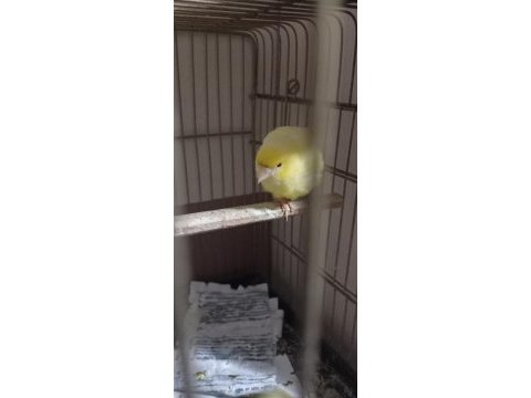 Dik ötümlü erkek kanaryalar güzel dişiler