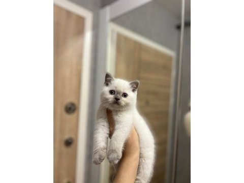 British shorthair blue point yavrularım 