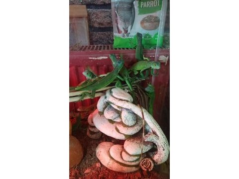 Yavru yeşil iguana
