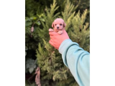 Maltipoo adrese teslim, kapıda ödeme yapabilirsiniz