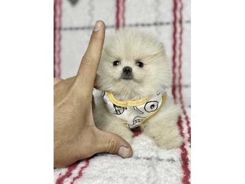 Micro boy ayı surat pomeranian boo