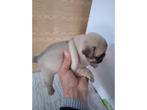 A kalite pug mops bebekler