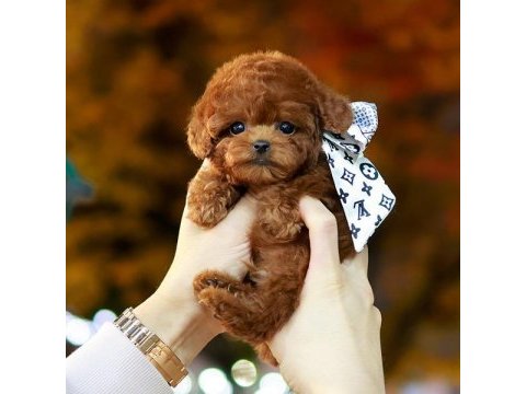 Safkan toy poodle bebeklerimiz
