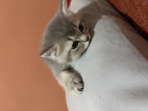 Ücretsiz sahiplendirme british shorthair