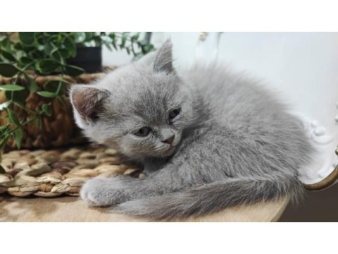 Yavru scottish fold kedimiz