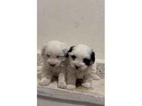Son erkek yavru maltipoo