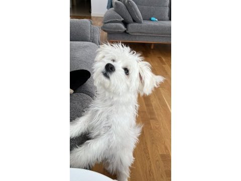 5 aylık maltese terrier