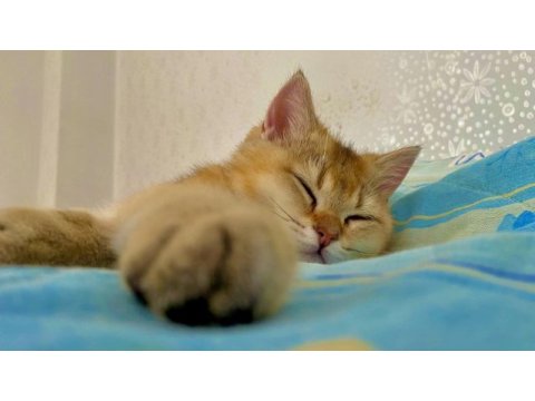 Mükemmel kalitede british shorthair golden