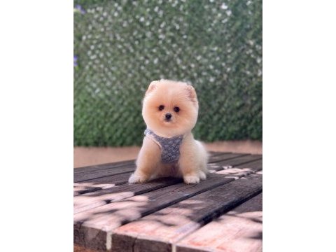 Oyuncak surat pomeranian boo bebekler