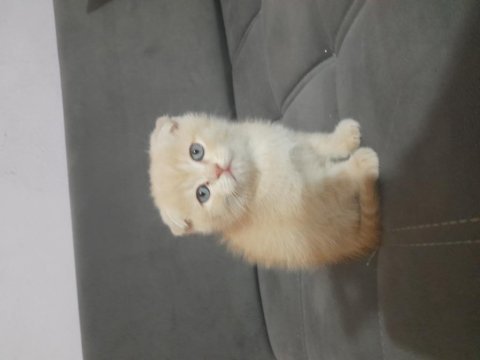 Scottish fold dişi kedimiz