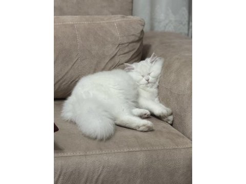 Uyguna sahiplendirilecek british longhair
