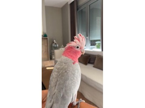 Full evcil kakadu 2 yaşında erkek
