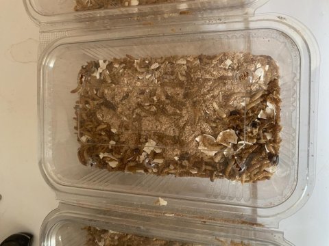 120şer grlık iki paket ve 170 grlık 1 paket un kurdu