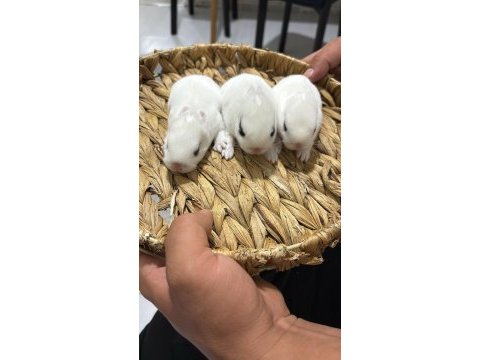 Orjinal hollanda tavşan cücelerimiz