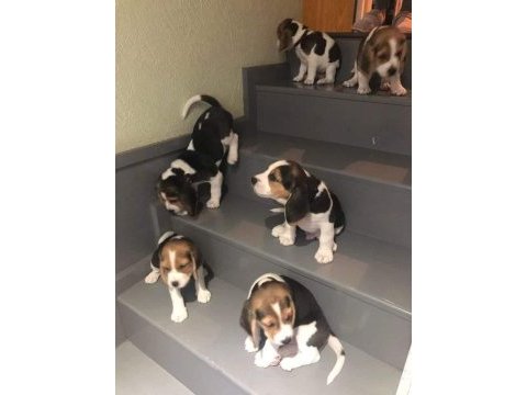 Akıl küpü beagle yavrular
