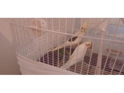 Yavru tam alıştırmalık sultan papağanı