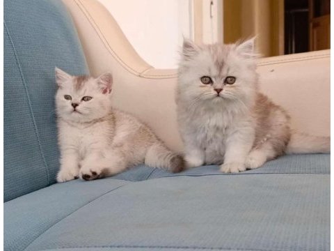 Dişi british longhair