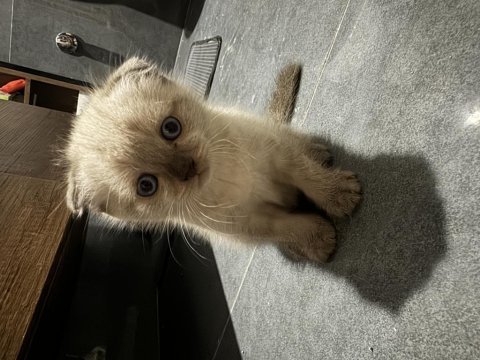British shorthair yavrularımız yeni yuvalarını bekliyor