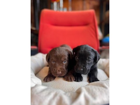 Mükemmel kalitede labrador bebeklerimiz için acele edin