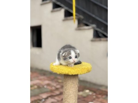 2 aylık dişi scottish fold