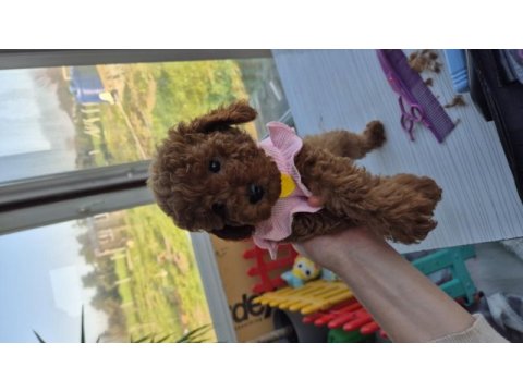Babyface red brown dişi poodle yavrum