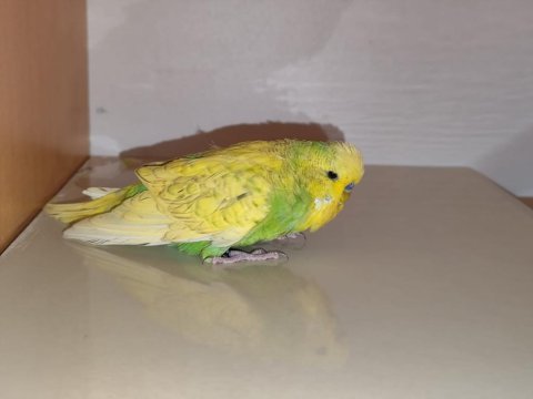 Satılık jumbo muhabbet kuşumuz
