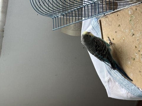 Yeni yeme düşmüş yavru muhabbet kuşları