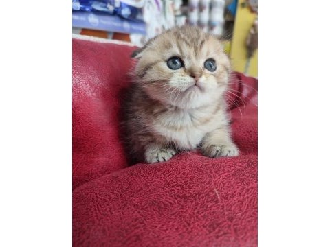 Scottish fold