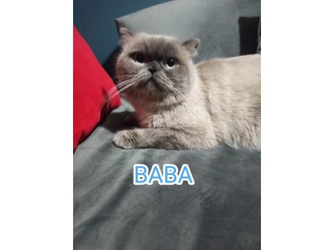 Orijinal british shorthair blue point ve scottish straight